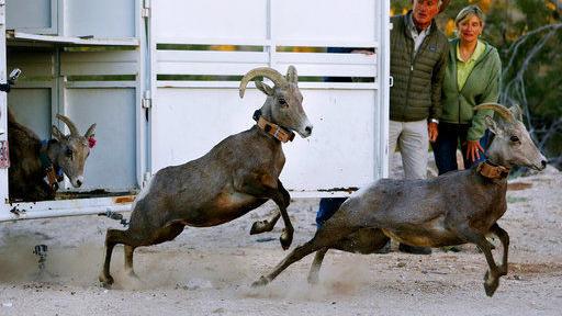 Photos: Bighorn Sheep release (2015)